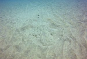 Angel Shark camouflaged in sand